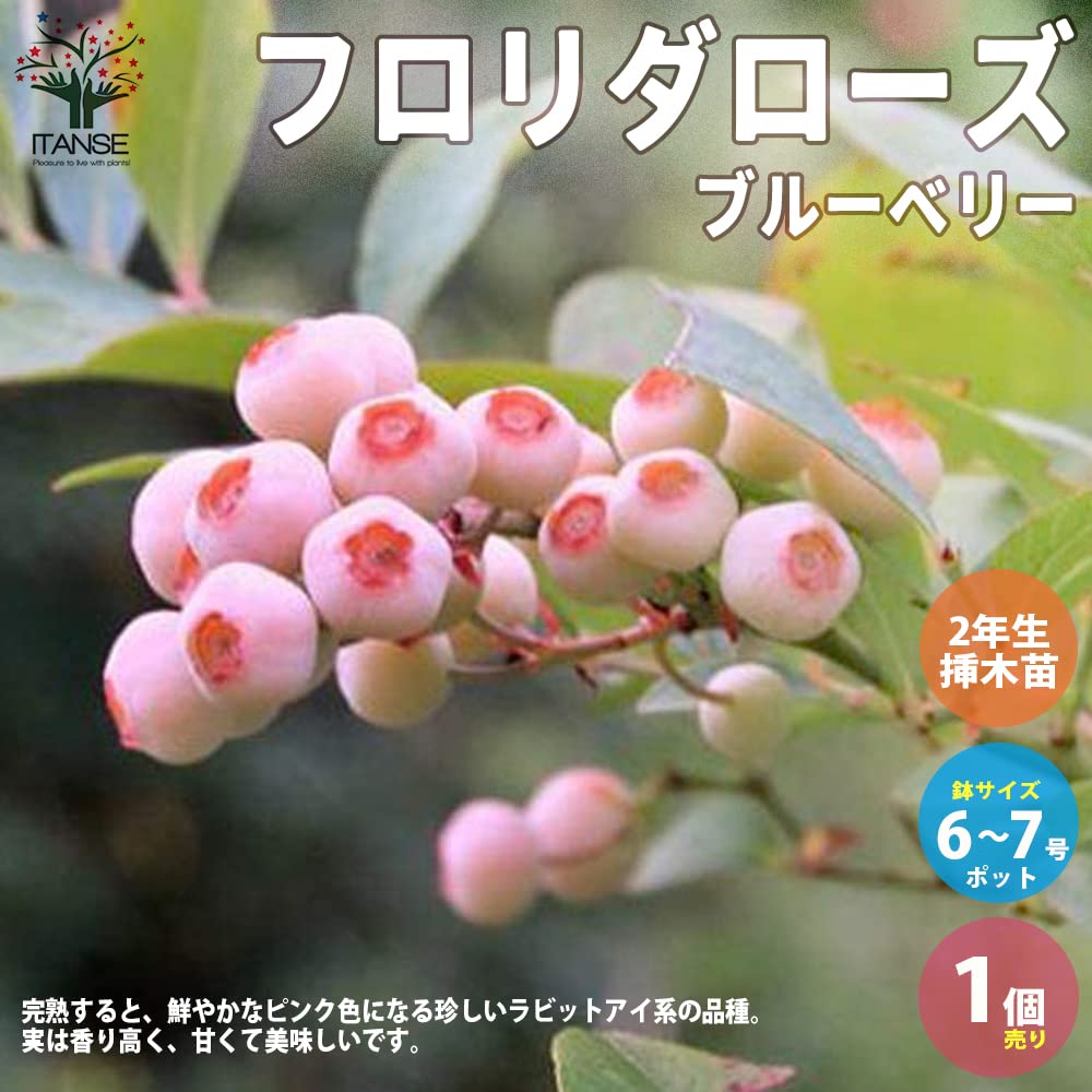 Amazon.co.jp: ブルーベリー ラビットアイ系 フロリダローズ 6~7号 Amazon.co.jp: ブルーベリー ラビットアイ系 フロリダローズ 6~7号